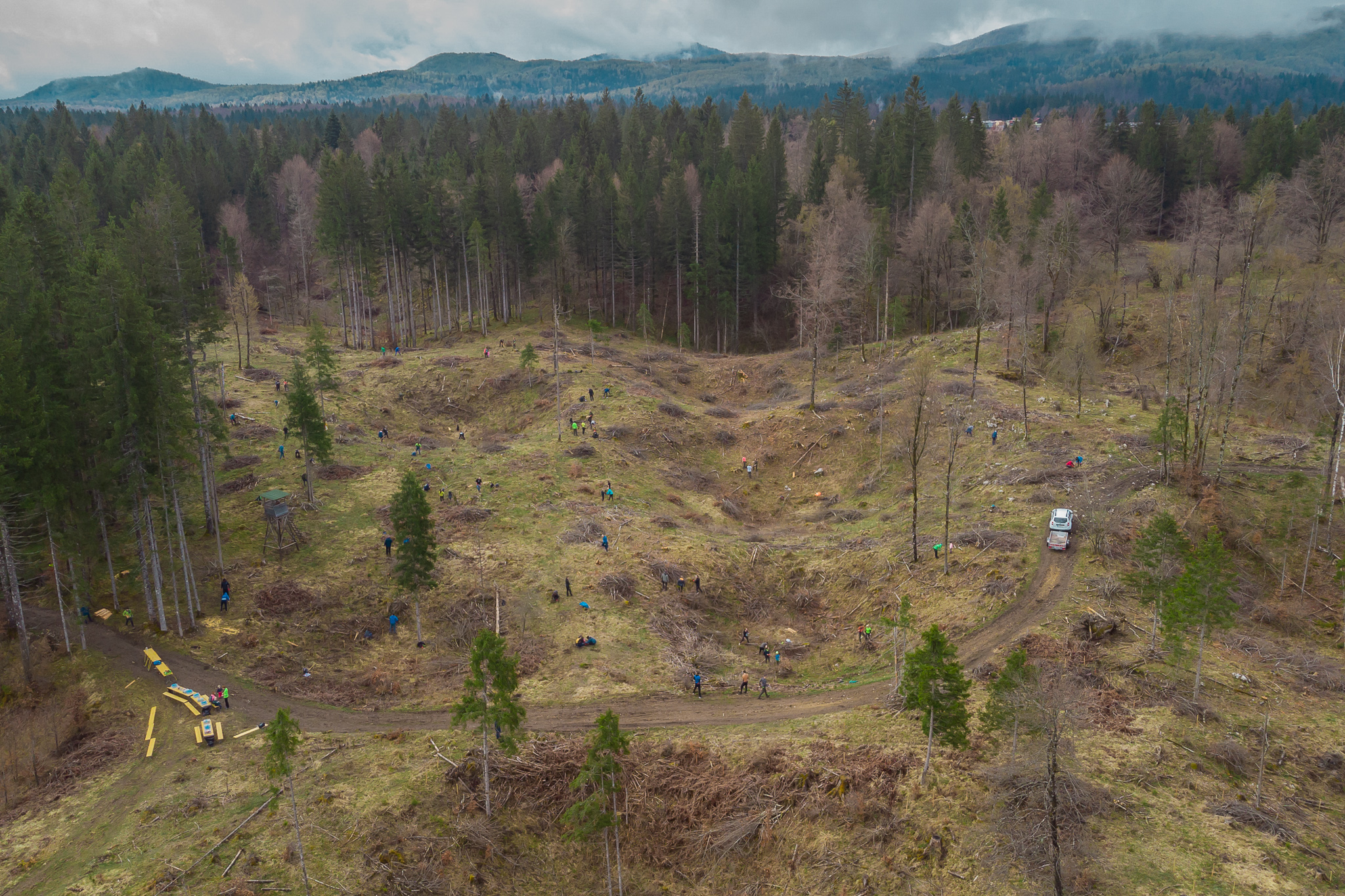 V spomladanski akciji pogozdovanja posajenih več kot 7000 mladih dreves